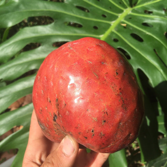 Red Custard Apple, Chirimoya Tree - Blessings Grow Meadows