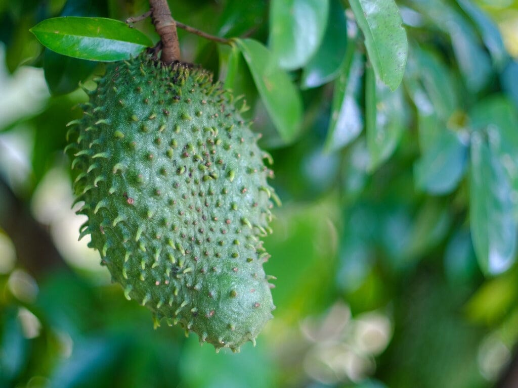 Everglades Farm Soursop Guanabana fruit tree seedling, 24-30 inches tall, healthy green foliage, 1-gallon size.