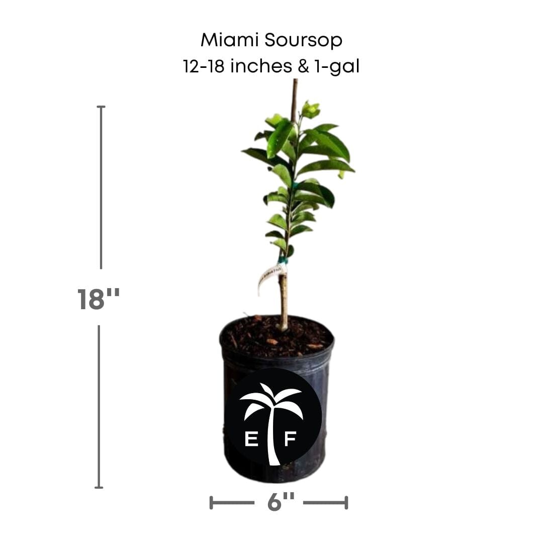 Young Soursop Guanabana fruit tree from Everglades Farm, 1-2 feet tall, 1-gallon seedling ready to grow in your garden.