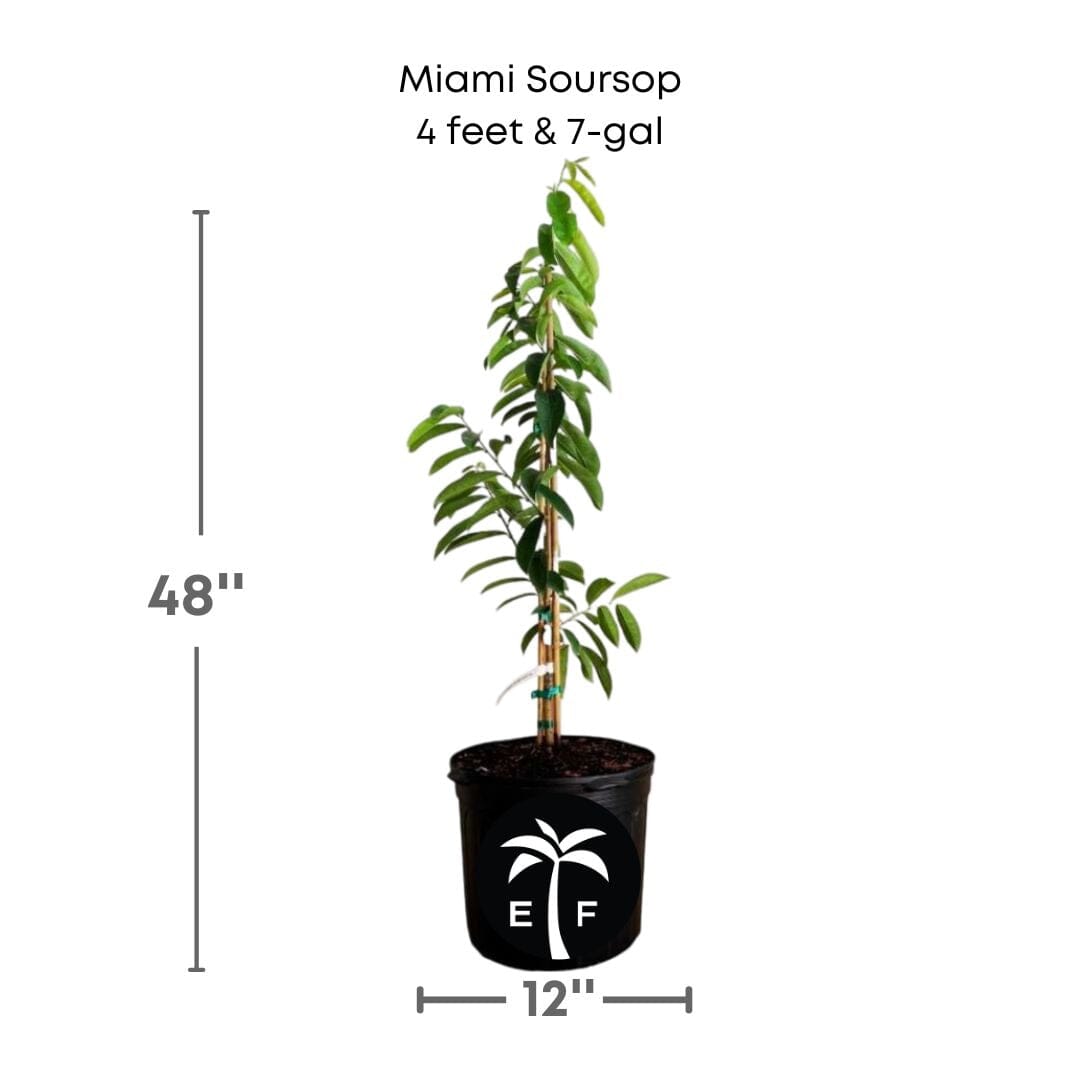 Everglades Farm Soursop Guanabana fruit tree seedling, 24-30 inch 1-gallon plant, healthy tropical fruit tree with green foliage.