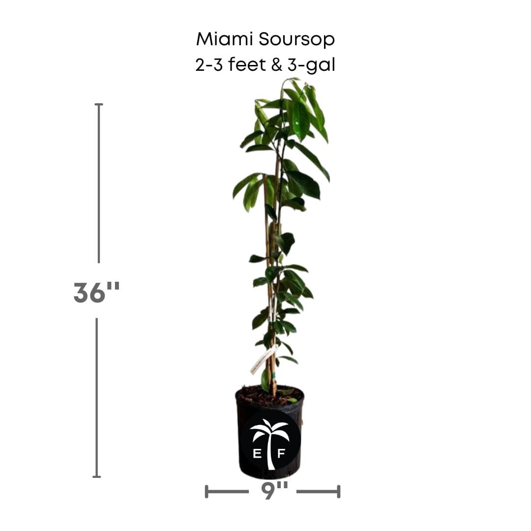 Everglades Farm Soursop Guanabana fruit tree seedling, 24-30 inches tall, 1-gallon size, healthy young tropical fruit tree.