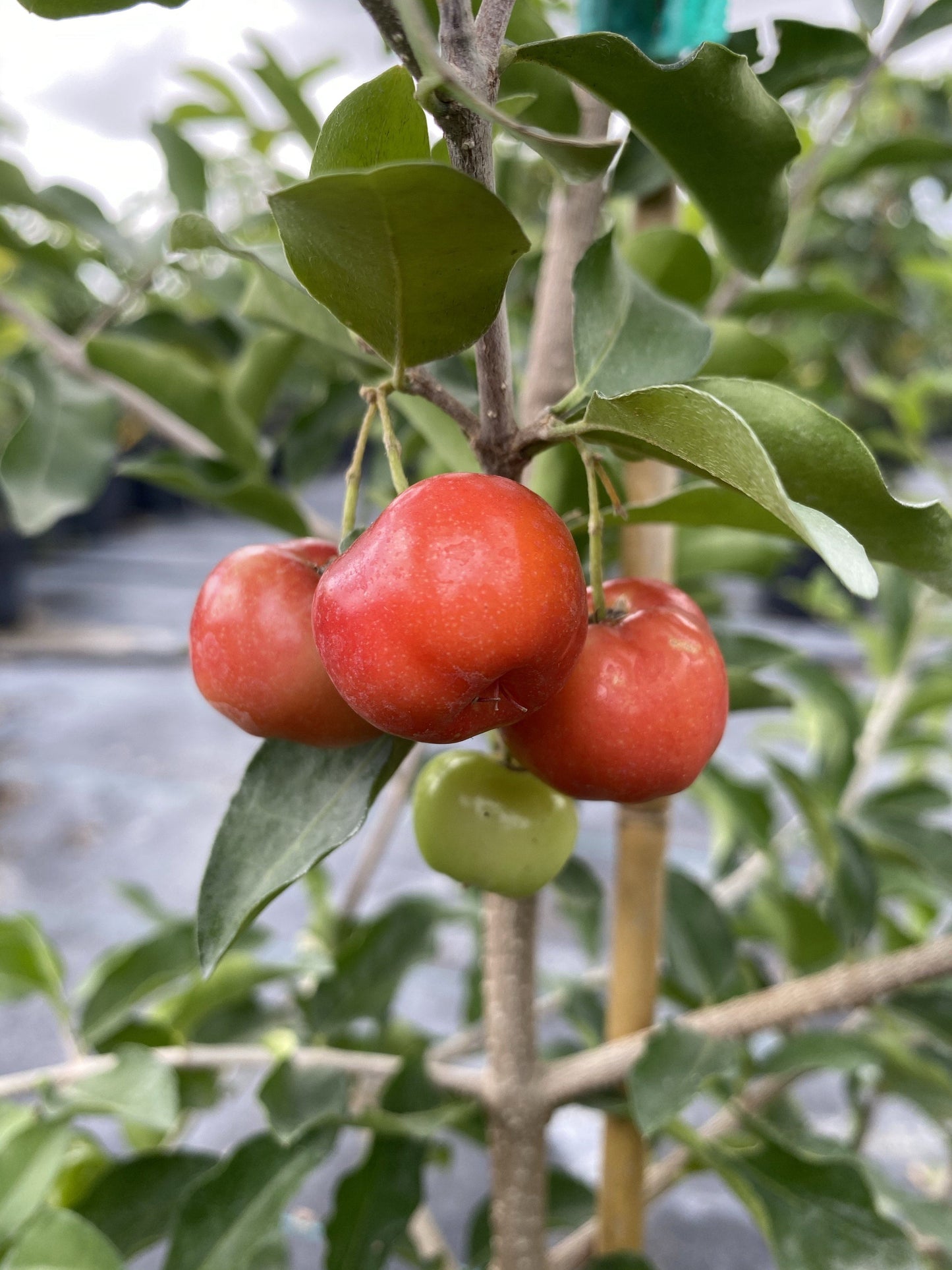 Barbados Cherry, Acerola, Guyana Cherry Tree - Blessings Grow Meadows
