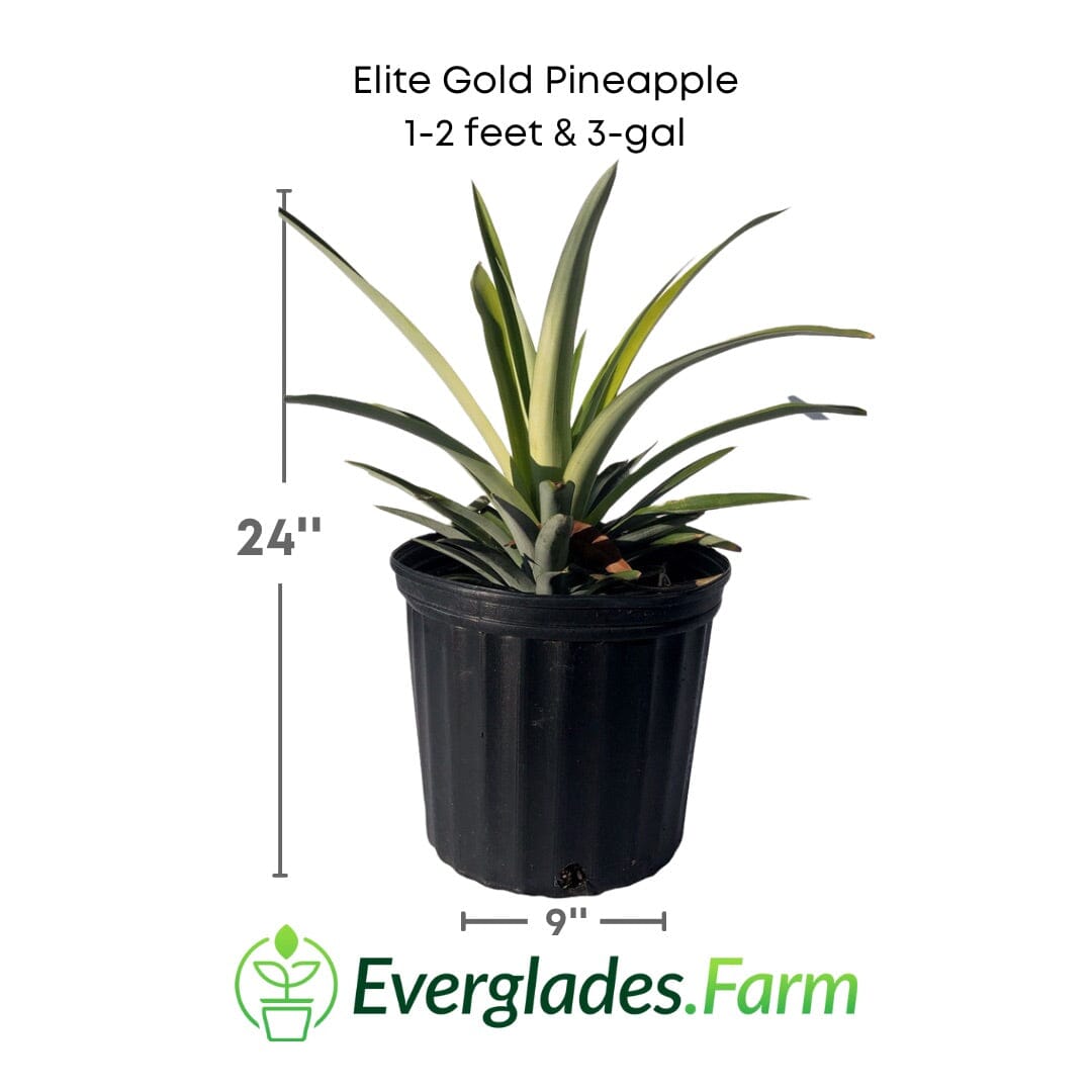 Everglades Farm Elite Gold Pineapple Plant, 12-18 inch fruit tree in 1-gallon pot, with lush green pineapple leaves.