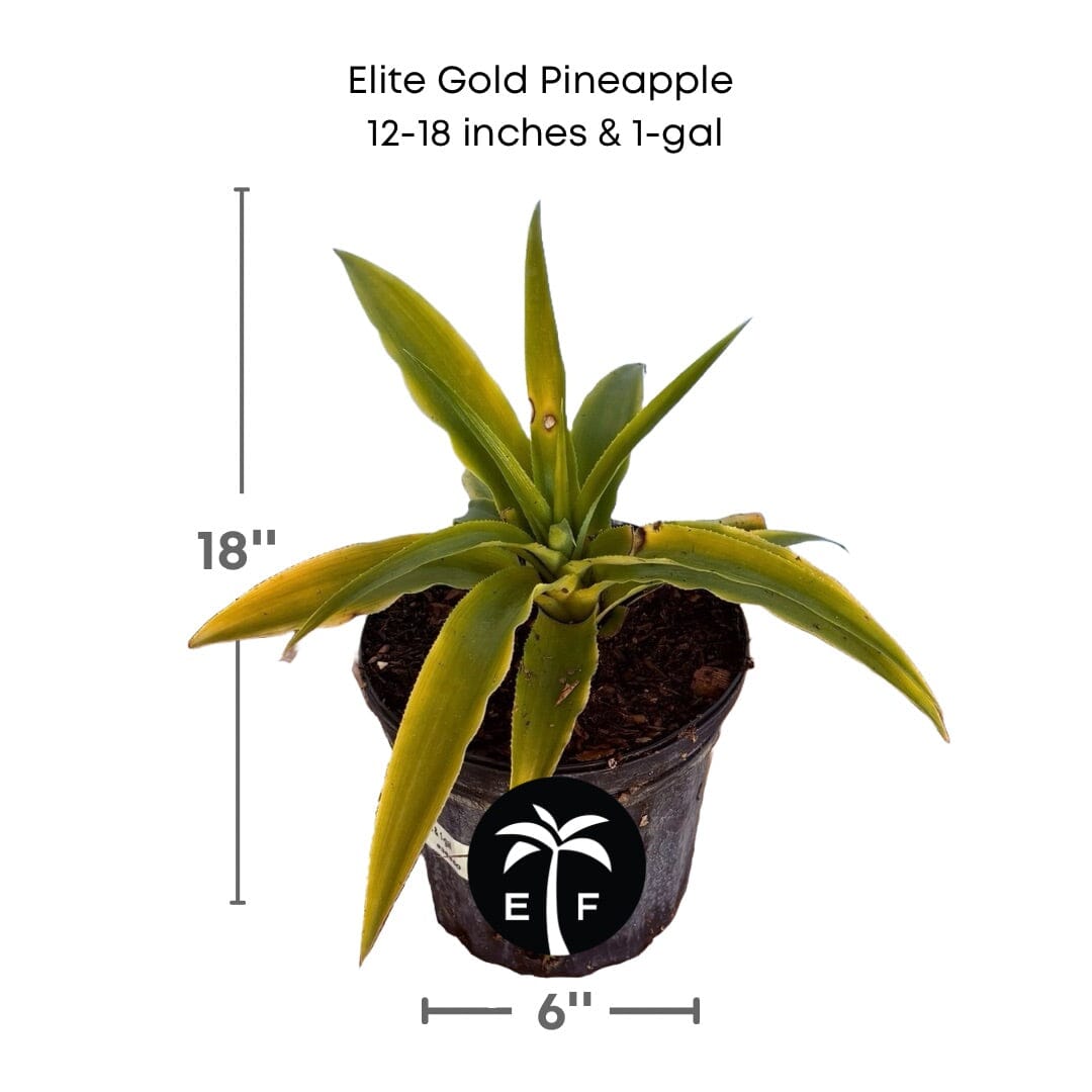Everglades Farm Elite Gold Pineapple Plant, 12-18 inch fruit tree in a 1-gallon pot, showcasing lush green pineapple leaves.