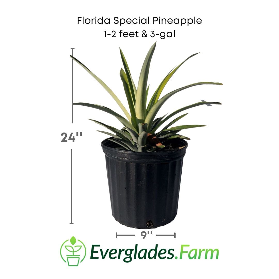 Everglades Farm Florida Special Pineapple Plant, 12-18 inch cold-hardy fruit tree with sweet, juicy pineapple leaves.