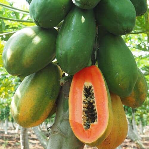 Maradol Red Dwarf Papaya Tree - Blessings Grow Meadows -