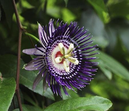 Purple Passion Fruit Vine from Everglades Farm, 12-18 inch Maracuya Morado fruit tree in a 1-gallon container.