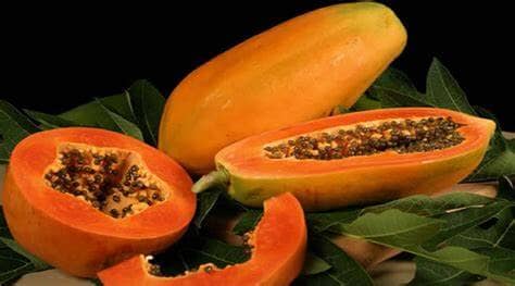 Red Lady Papaya Dwarf Tree, 1-2 feet tall, grown by Everglades Farm, with vibrant red fruit and lush green foliage.
