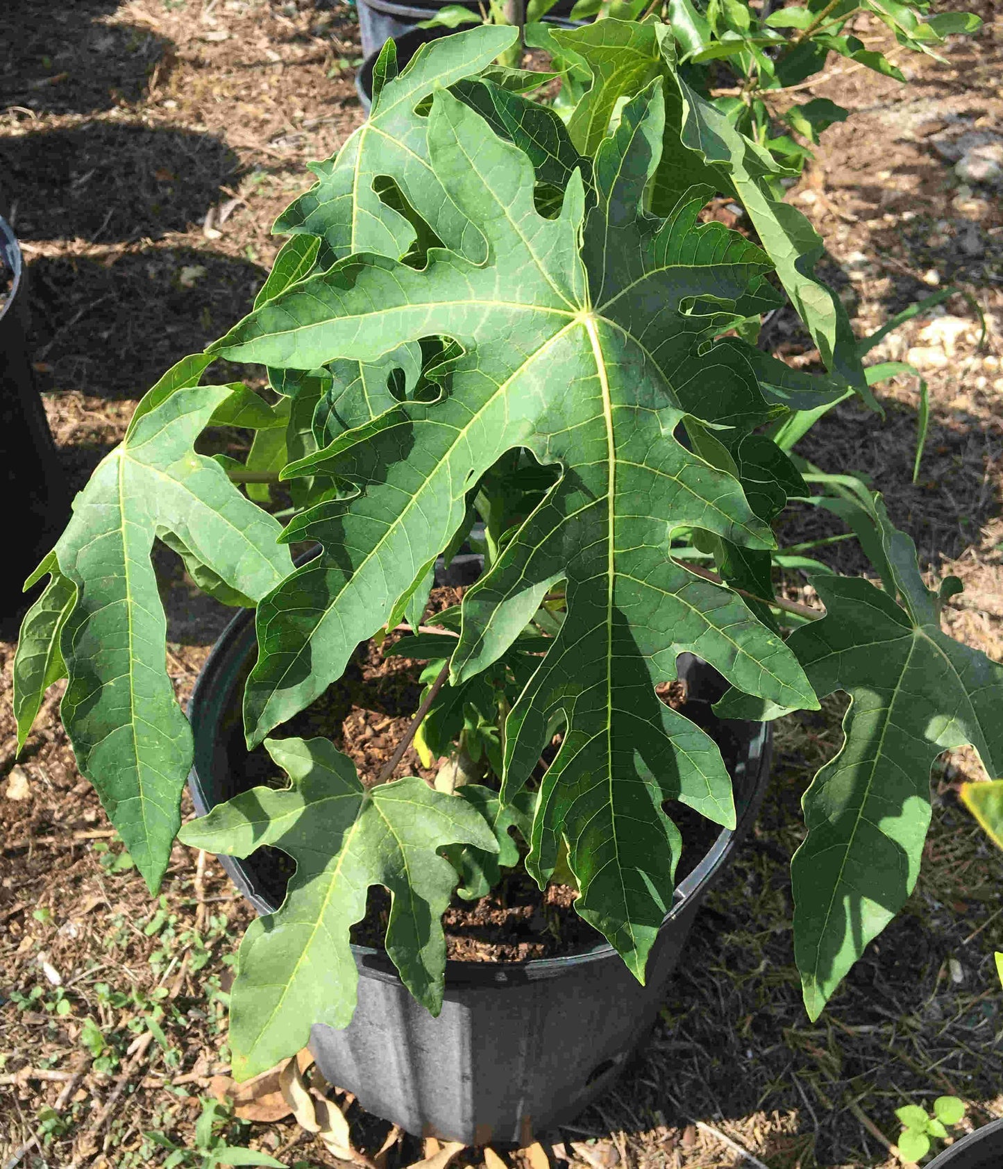 Red Lady Papaya dwarf tree from Everglades Farm, 1-2 feet tall, healthy fruit tree with vibrant red foliage, in a 1-gallon container.