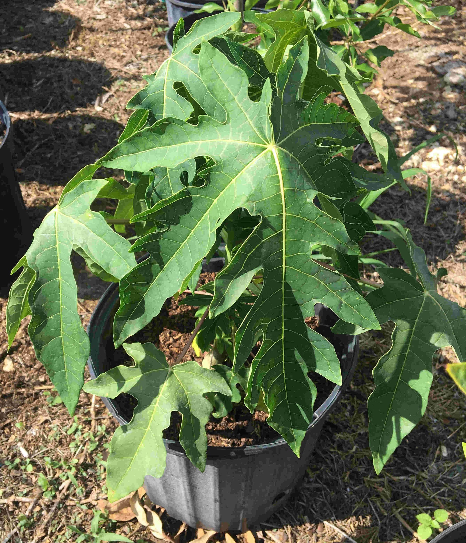 Red Lady Papaya dwarf tree from Everglades Farm, 1-2 feet tall, healthy fruit tree with vibrant red foliage, in a 1-gallon container.