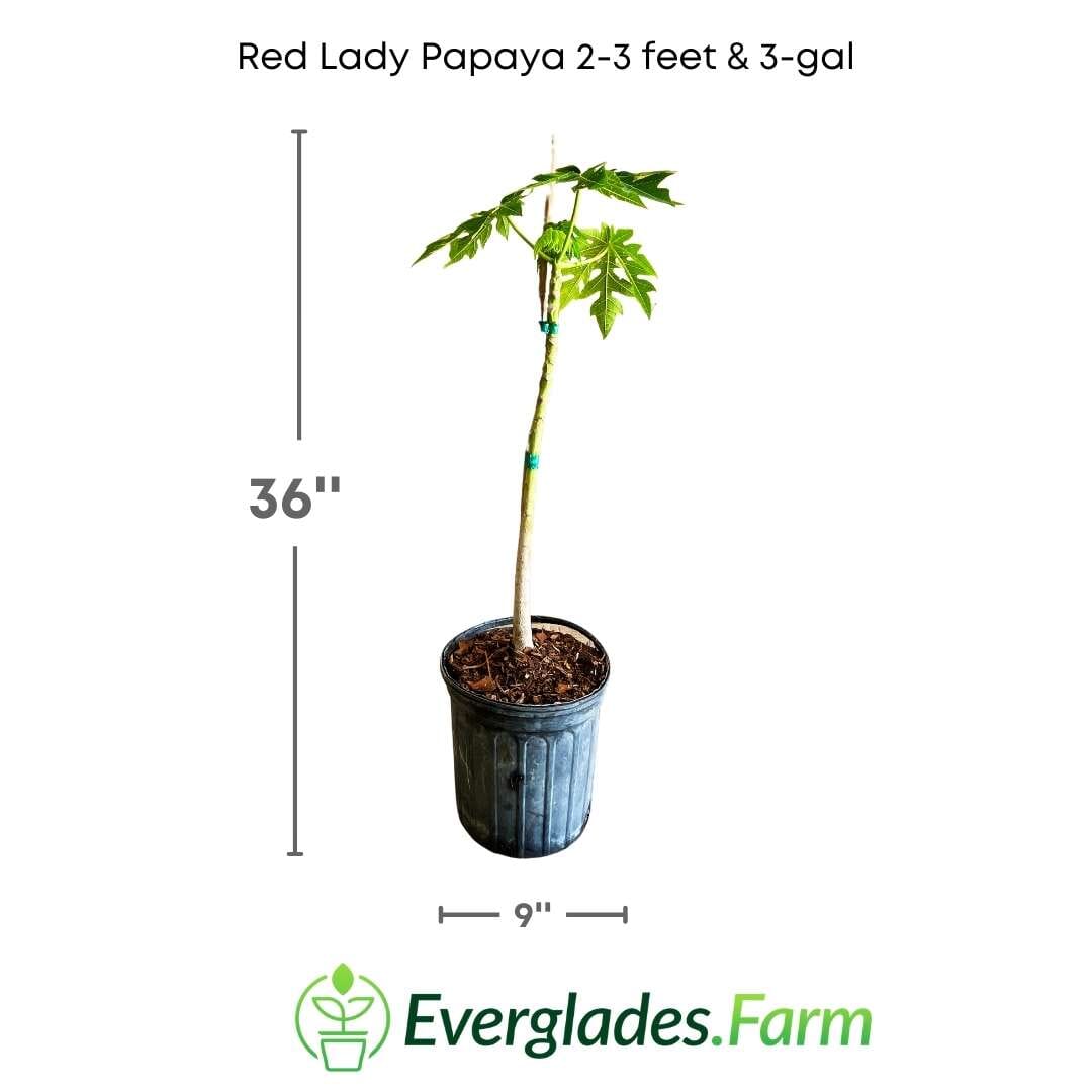 Red Lady Papaya dwarf fruit tree from Everglades Farm, 1-2 feet tall in a 1-gallon container, ready to grow in your garden.