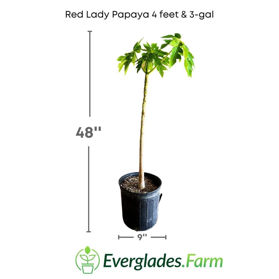 Red Lady Papaya dwarf tree from Everglades Farm, 1-2 feet tall, potted fruit tree with vibrant red-orange leaves and lush foliage.