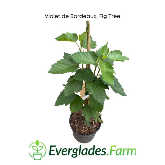 Violet de Bordeaux Dwarf, Fig Tree - Blessings Grow Meadows