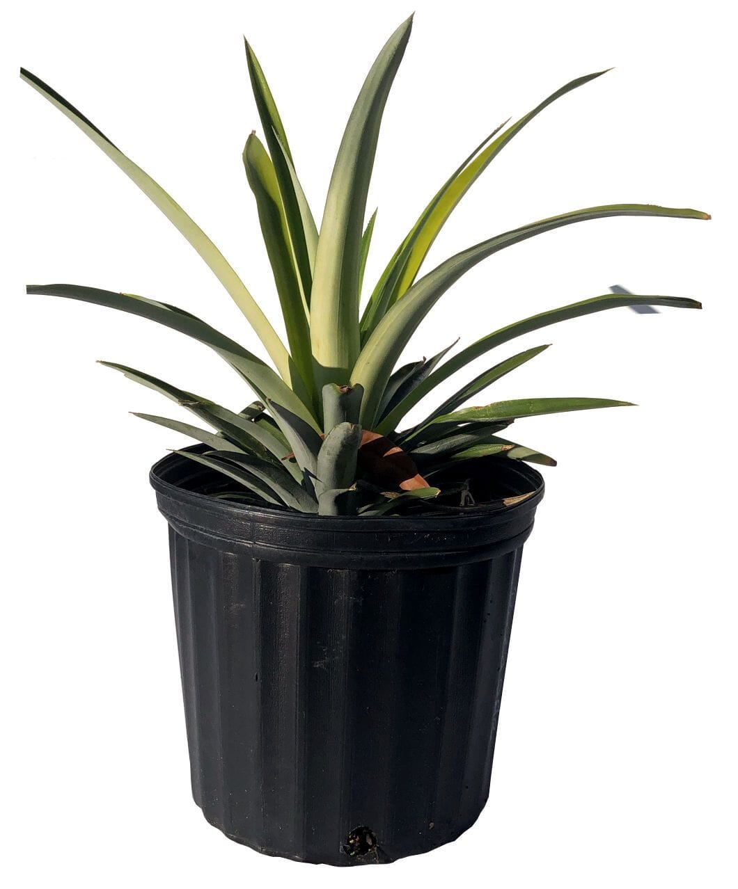 White Jade Pineapple plant from Everglades Farm, 12-18 inch tropical fruit tree with glossy green leaves and ripe pineapple fruit.