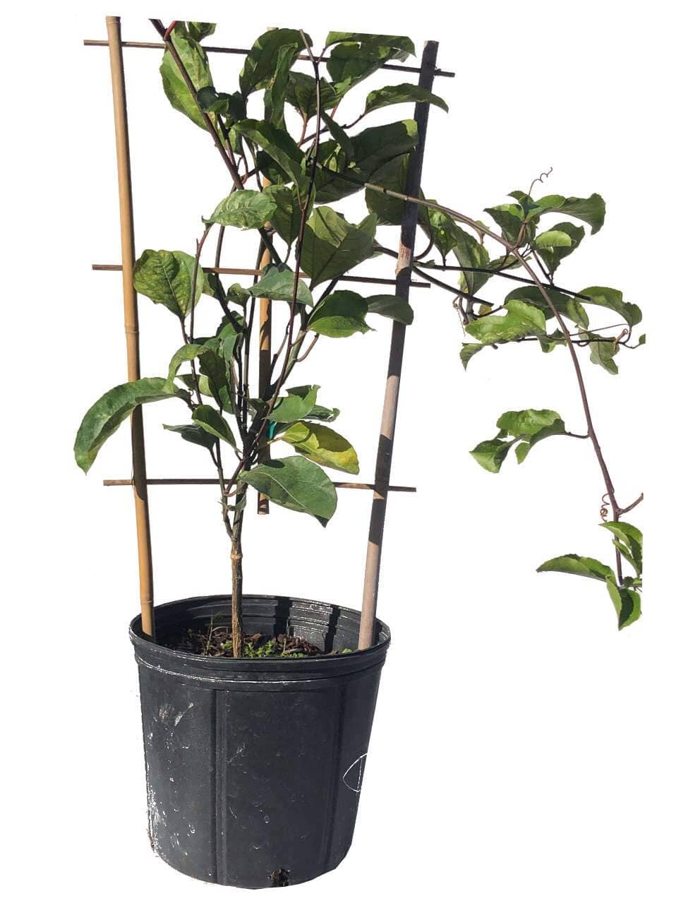 Yellow Passion Fruit Vine, Maracuya Amarillo for sale from Florida - Blessings Grow Meadows