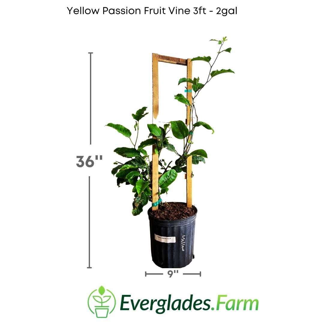 Yellow Passion Fruit Vine, Maracuya Amarillo for sale from Florida - Blessings Grow Meadows