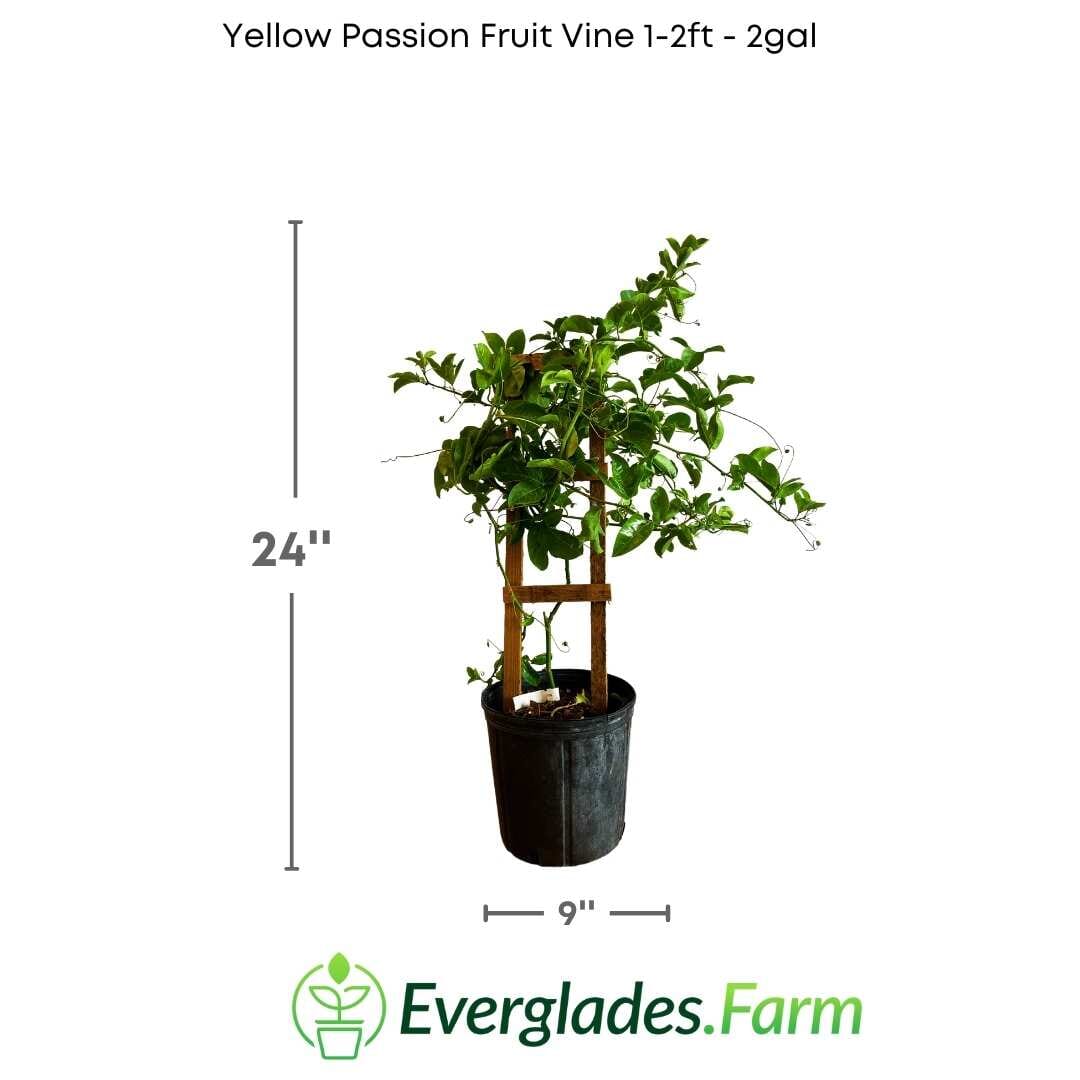 Yellow Passion Fruit Vine, Maracuya Amarillo for sale from Florida - Blessings Grow Meadows