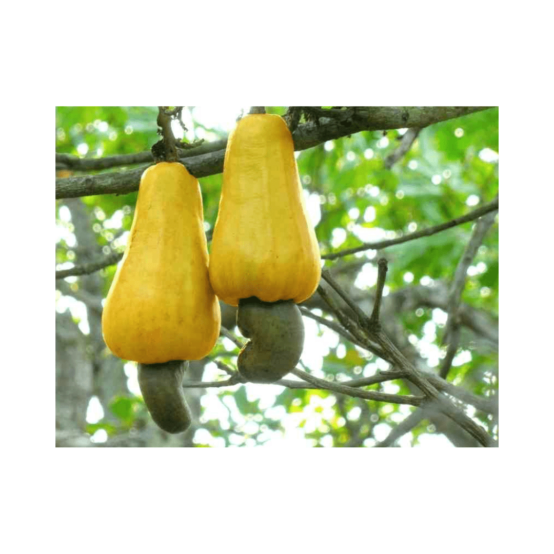 Cashew Tree, Yellow Fruit - Blessings Grow Meadows