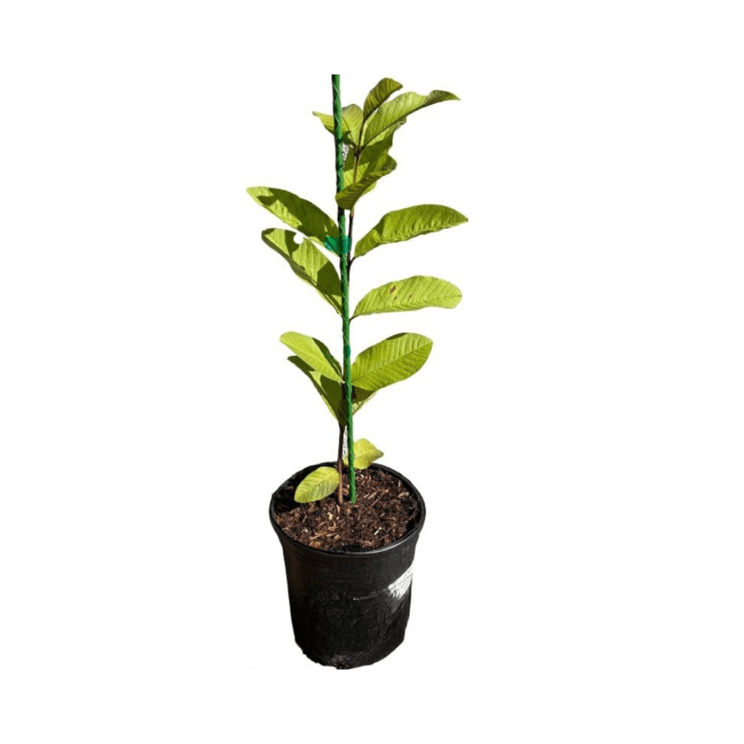 Barbie Pink Guava Tree - Blessings Grow Meadows -
