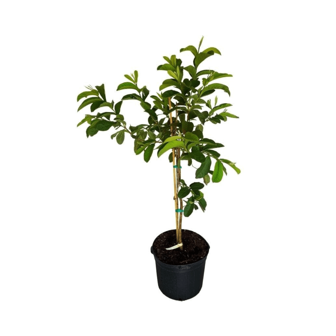 Barbie Pink Guava Tree - Blessings Grow Meadows -