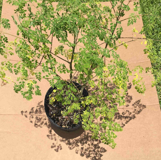 Moringa Tree (Moringa Oleifera Tree for Sale) - Blessings Grow Meadows