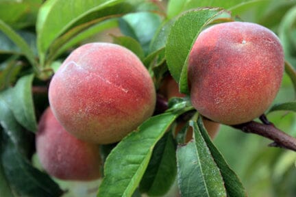 Tropic Beauty Dwarf Peach Tree Grafted  Low Chill, Self-Fertile, Sweet & Juicy Fruit for Warm Climates (USDA Zones 8-10) - Blessings Grow Meadows