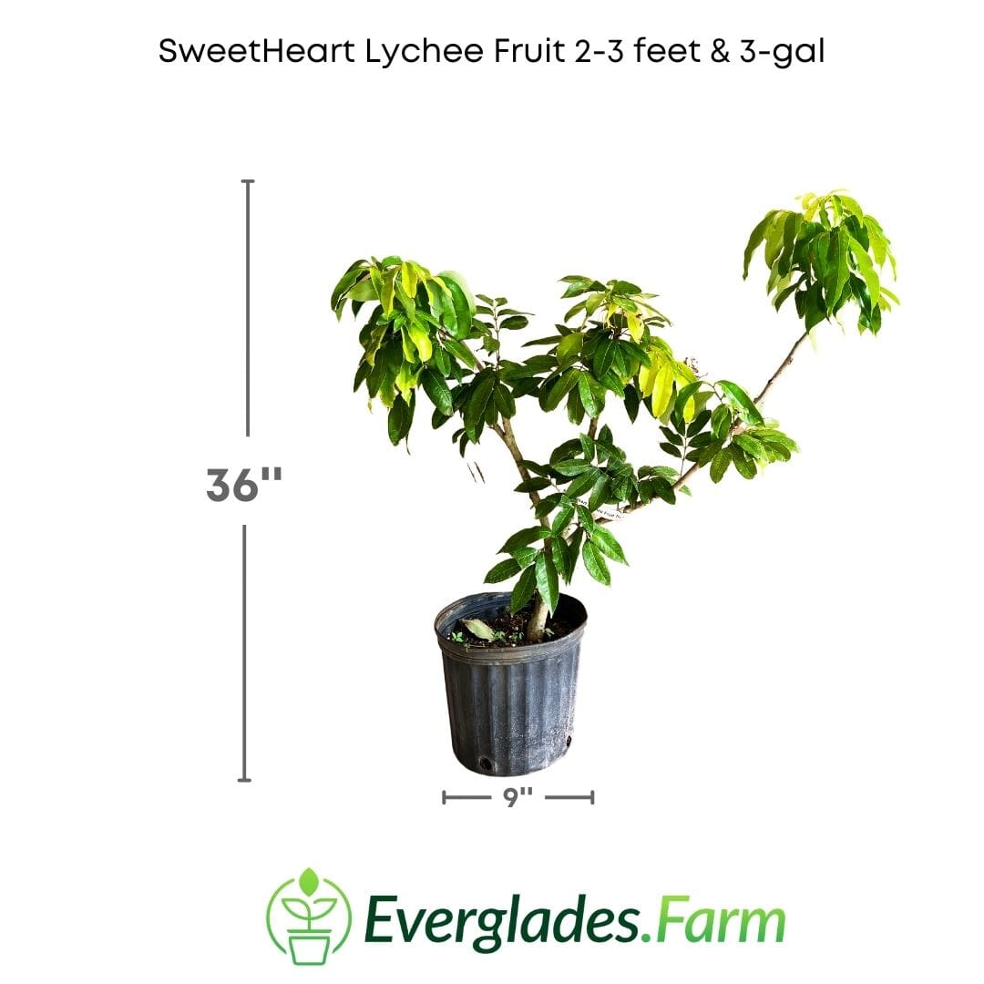 Everglades Farm SweetHeart Lychee Tree, 24-30 inch fruit tree in 1-gallon container, lush green foliage and developing lychee fruit
