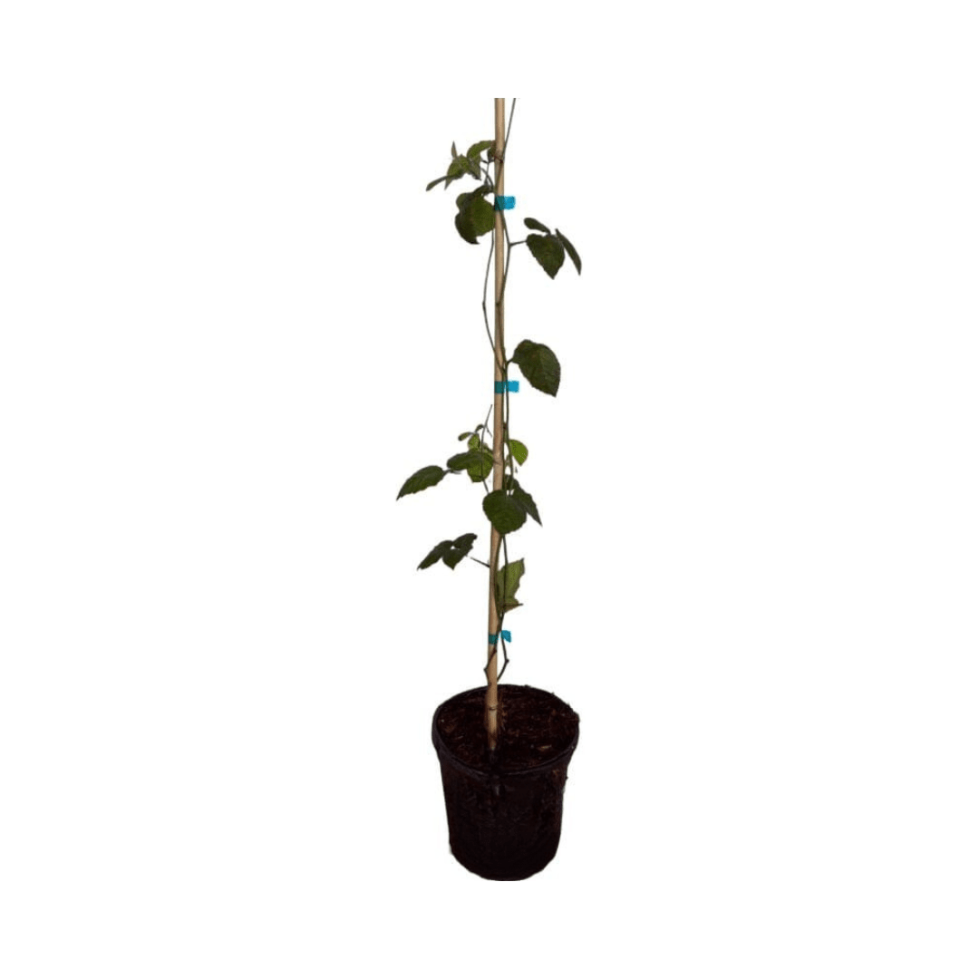 Everglades Farm Triple Crown Blackberry Plant liner, 12-18 inches, 1-gallon size, healthy blackberry plant ready for planting