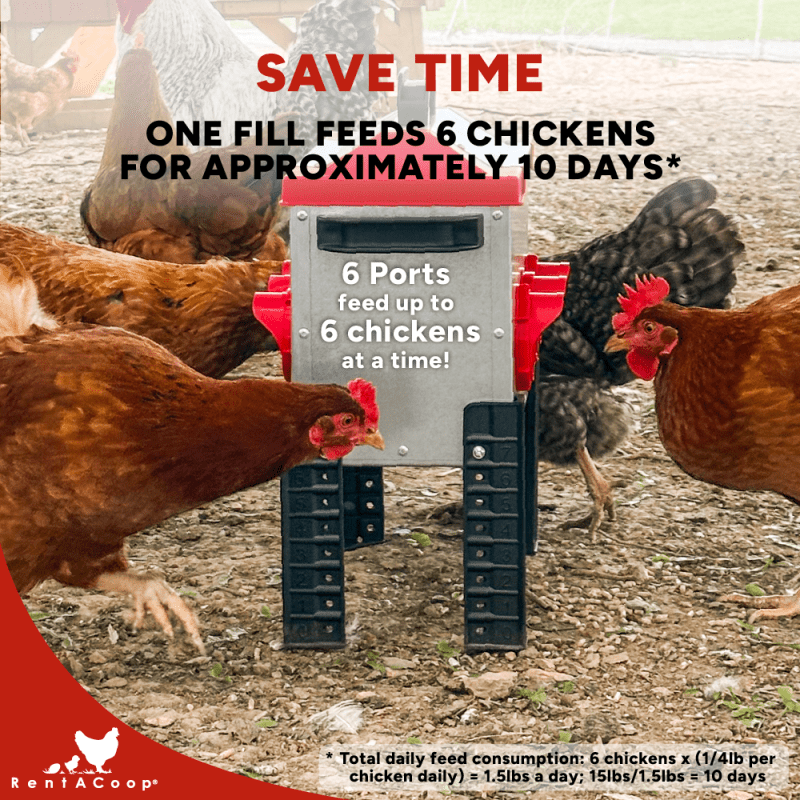 RentACoop Flock Feeder 15 6-Port metal poultry feeder with 15lb capacity for chickens and small flocks.