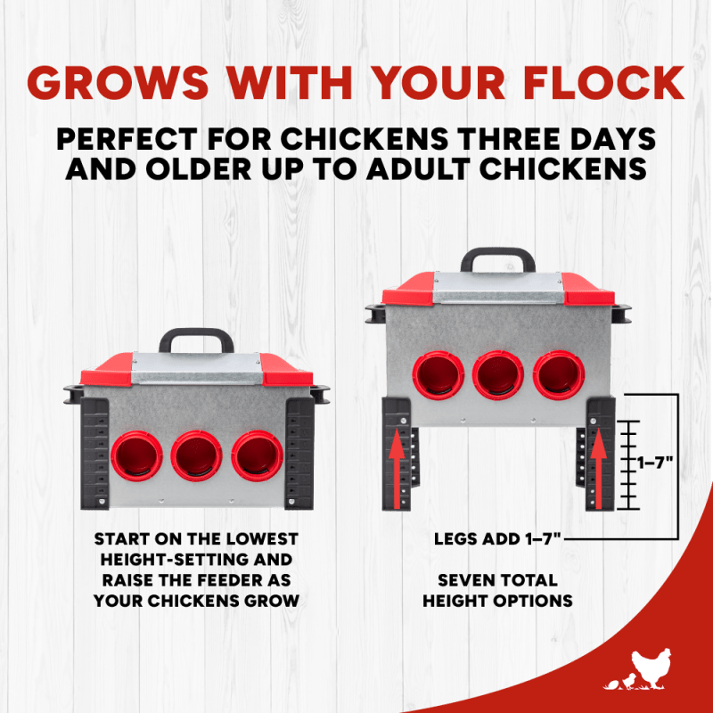 RentACoop Flock Feeder 15 6-Port metal chicken feeder with 15lb capacity, designed for easy feeding and durable use.
