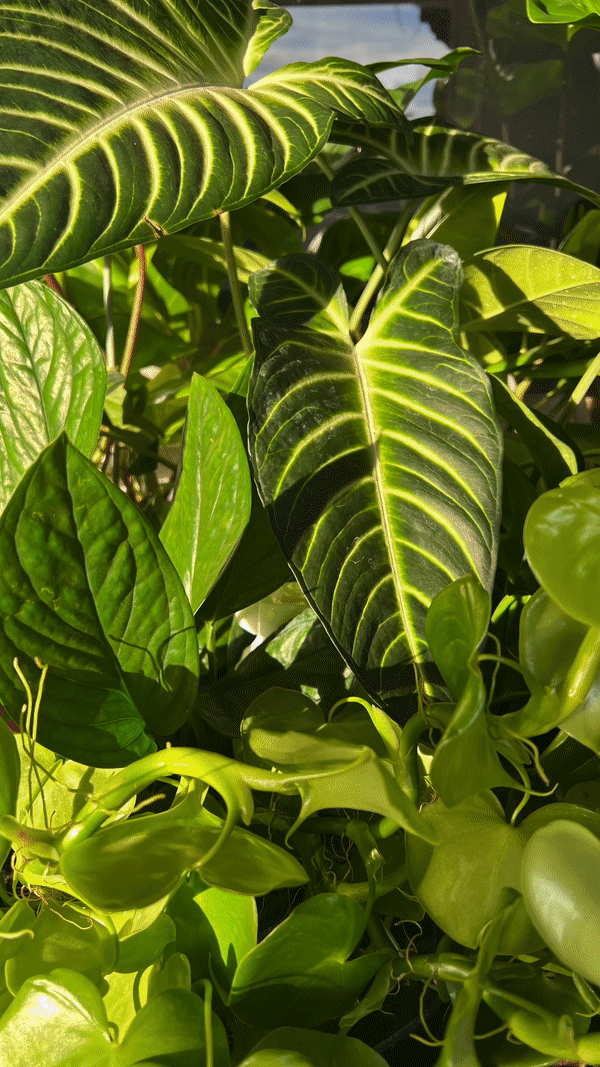 Kelp Mist - Blessings Grow Meadows