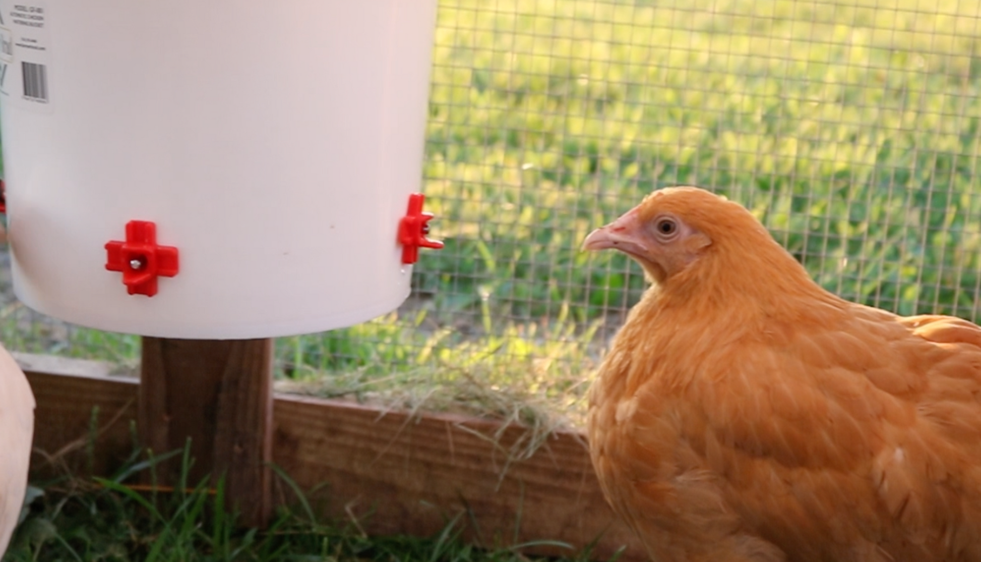 Farmer Brad automatic chicken waterer with 2-gallon capacity, clear plastic container and spout for easy hydration of poultry