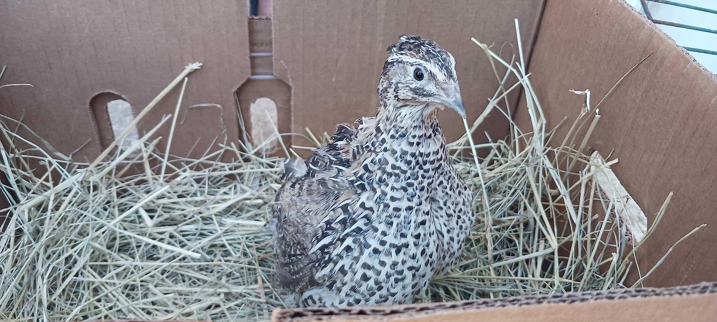Quailz.com Falb-Fee Quail Hatching Eggs resting in a carton, ready for incubation, with a focus on the eggs' smooth shells and natural color.