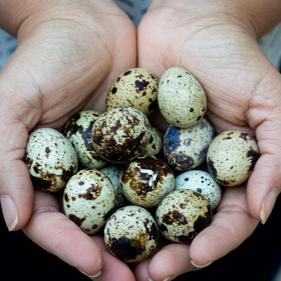 Fertile Coturnix quail eggs for hatching, farm fresh from Quailz.com, sustainably sourced, AI & NPIP certified, minimal breakage
