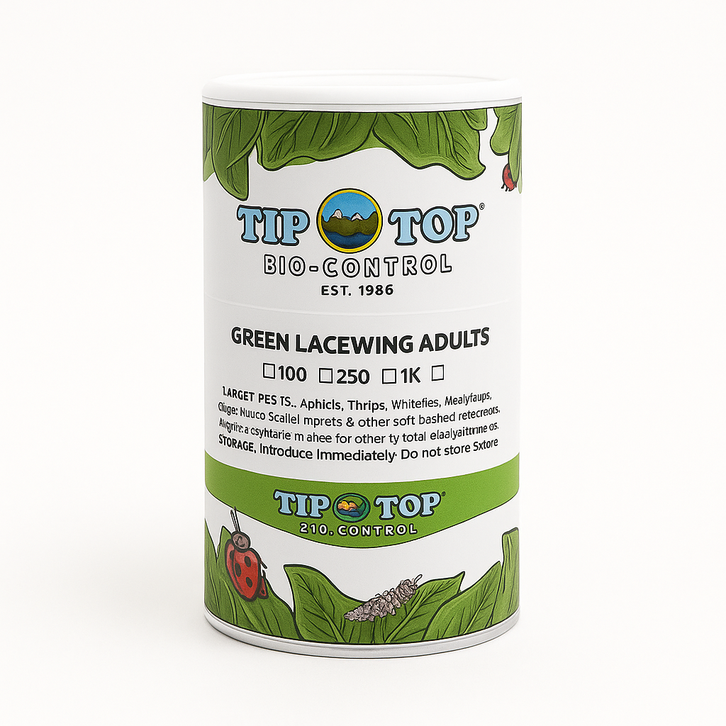 Green Lacewing Adults - Blessings Grow Meadows -