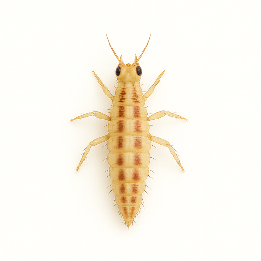 Green Lacewing Larvae - Blessings Grow Meadows -