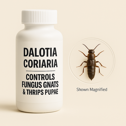 Dalotia coriaria - Rove Beetle - Blessings Grow Meadows -