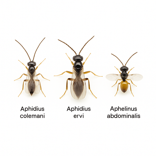 Aphid Triple Mix - Blessings Grow Meadows -