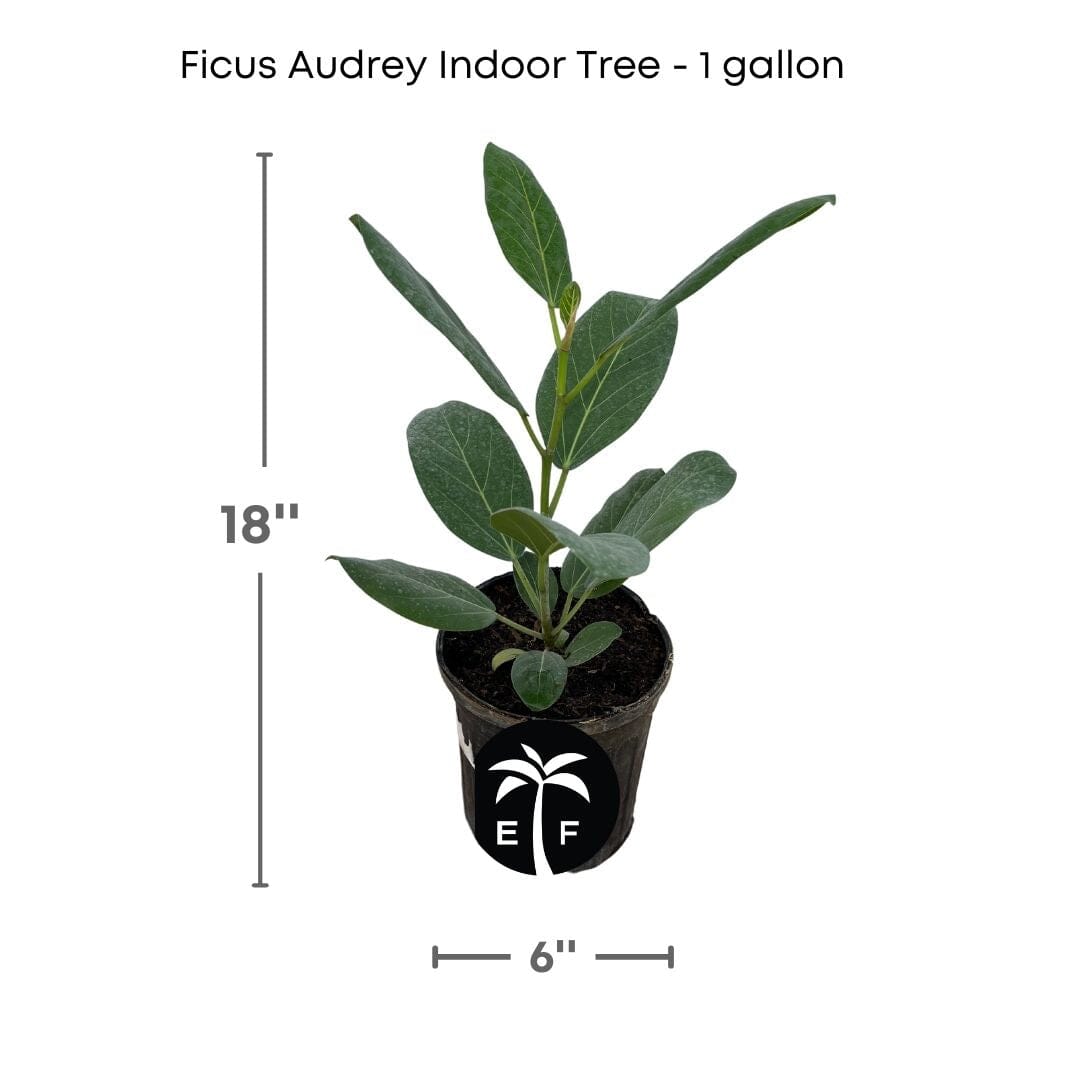 Banyan Tree, Elegant Ficus Audrey The Perfect Indoor plant - Blessings Grow Meadows