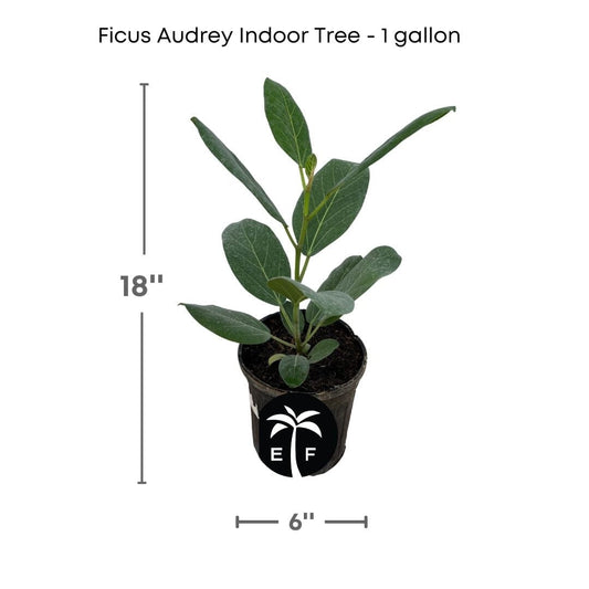 Banyan Tree, Elegant Ficus Audrey The Perfect Indoor plant