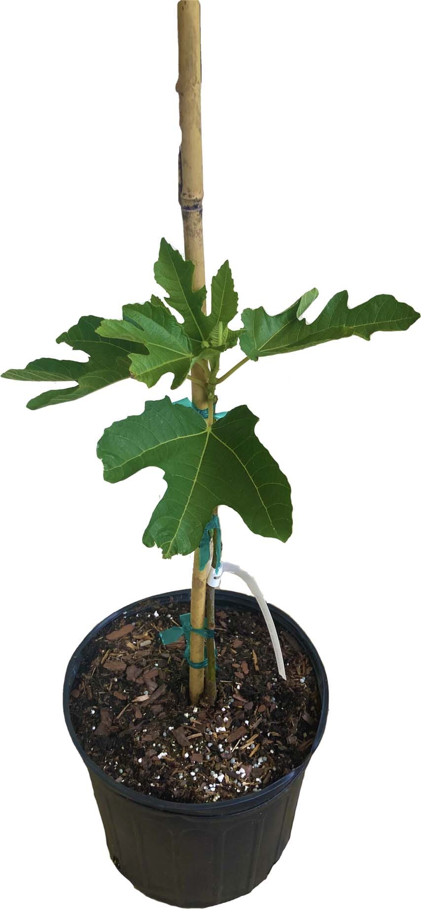 Violet de Bordeaux Dwarf, Fig Tree