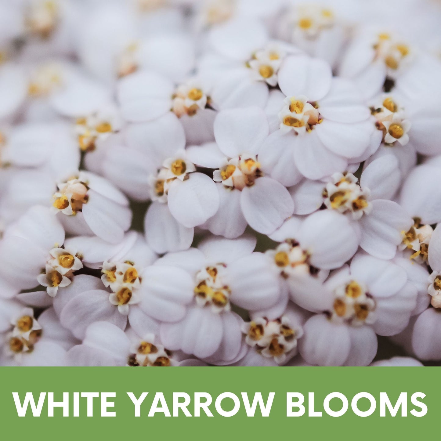 White Yarrow seed pouch from Flawn Seed Kits, contains seeds for planting, part of their Seeds & Seed Tape collection.