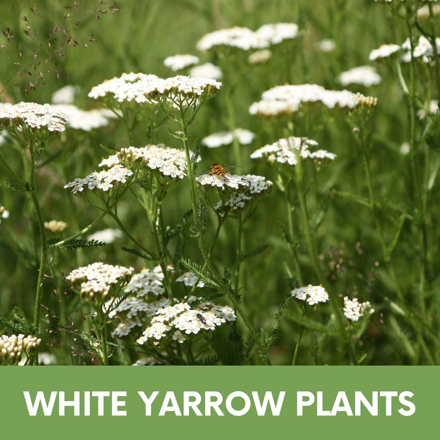White Yarrow seed pouch from Flawn Seed Kits containing seeds and seed tape for planting White Yarrow flowers.