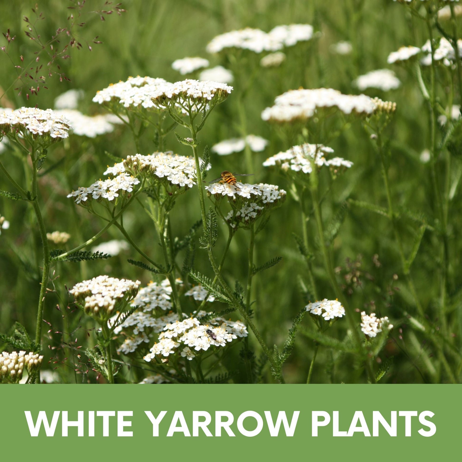 White Yarrow seed pouch from Flawn Seed Kits containing seeds and seed tape for planting White Yarrow flowers.