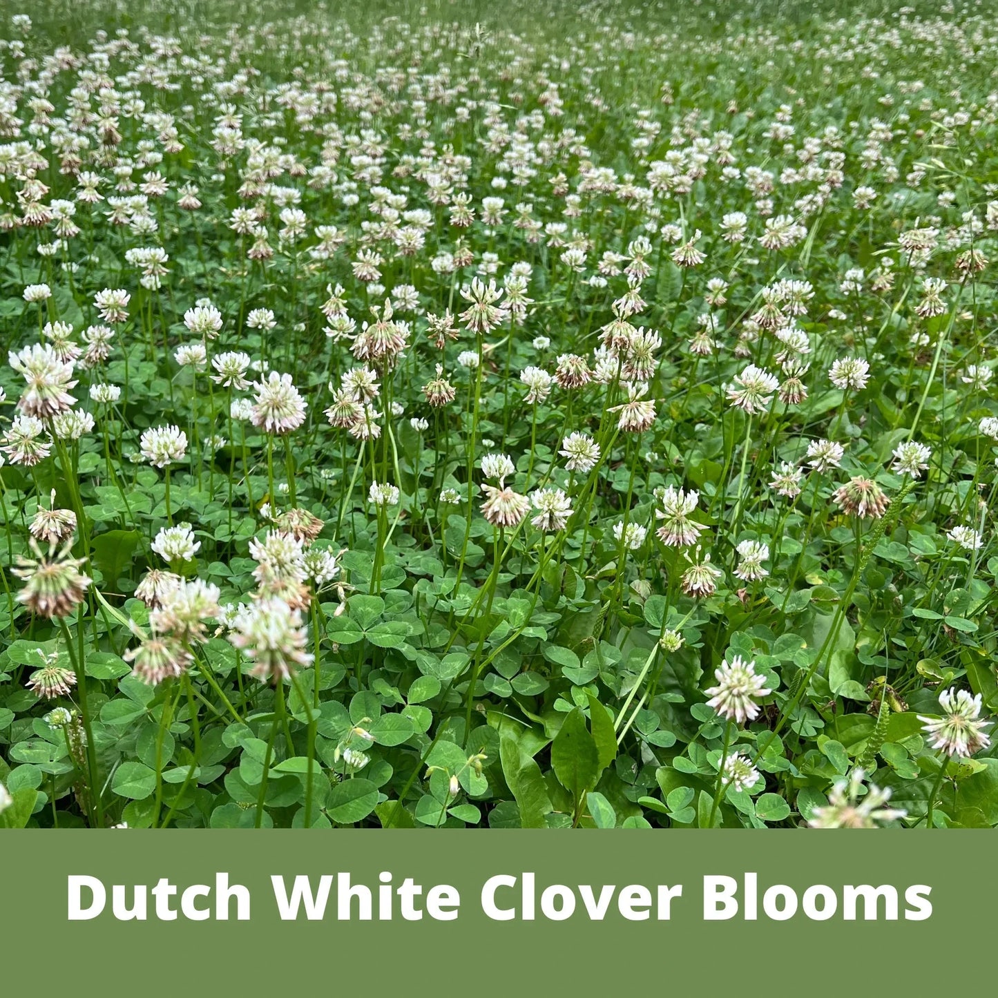 Dutch White Clover seed pouch from Flawn Seed Kits, 100 sq ft seed tape of white clover seeds for lawn or garden planting.