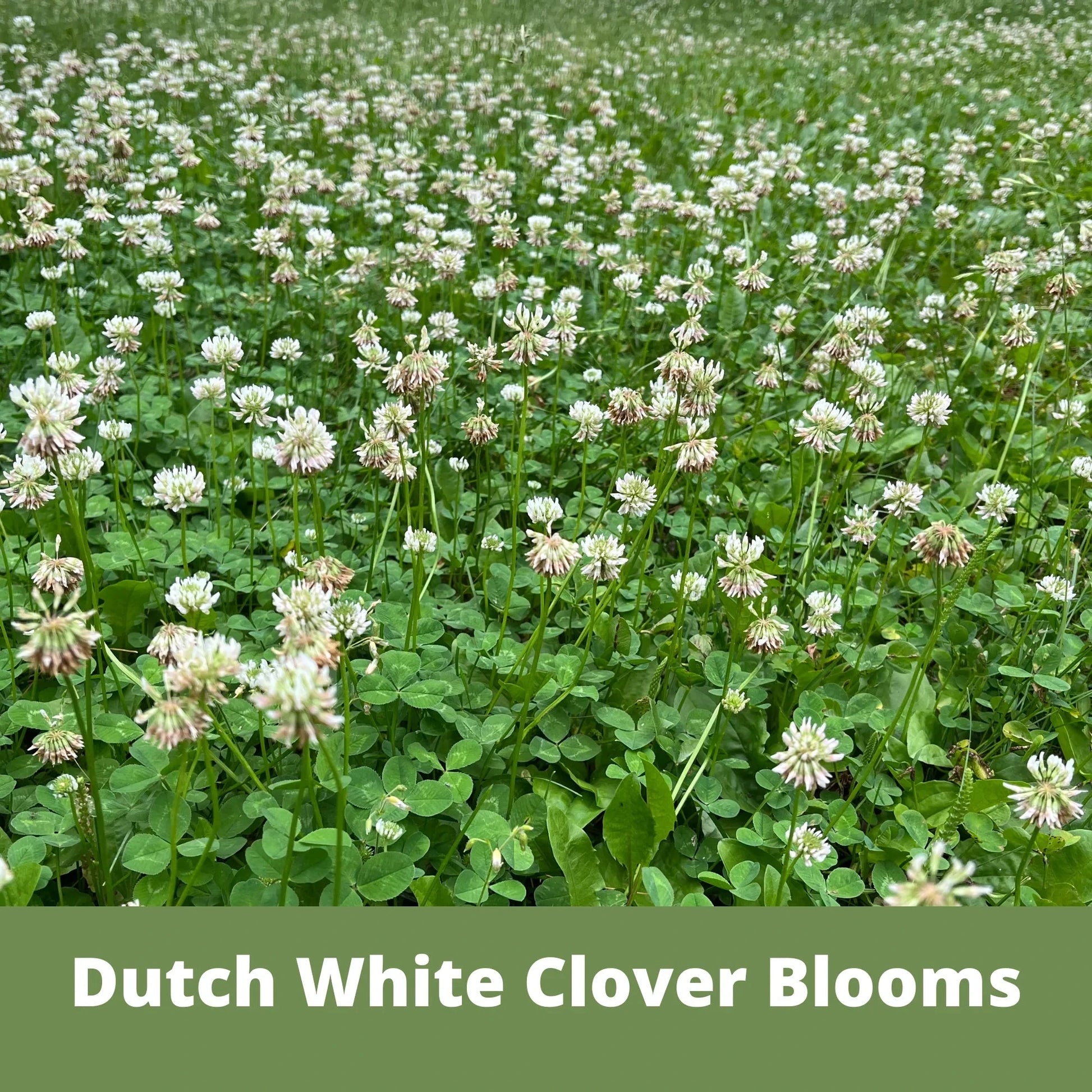 Dutch White Clover seed pouch from Flawn Seed Kits, 100 sq ft seed tape of white clover seeds for lawn or garden planting.