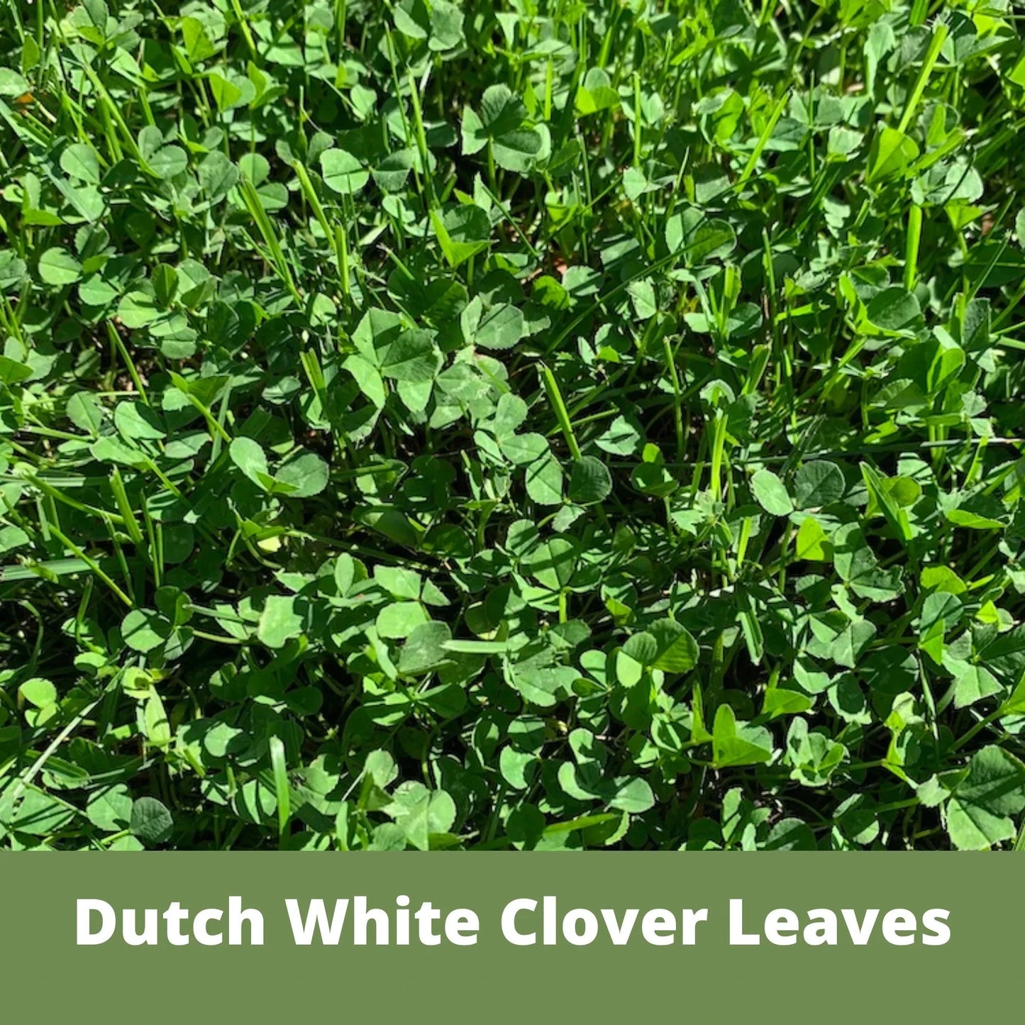 Dutch White Clover seed pouch by Flawn Seed Kits, containing seeds and seed tape for 100 sq ft of lush, white flowering clover.
