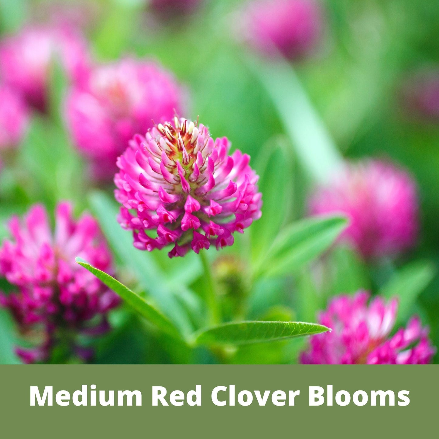 Medium red clover seed pouch from Flawn Seed Kits featuring seeds and seed tape for gardening, 100 sq ft coverage.