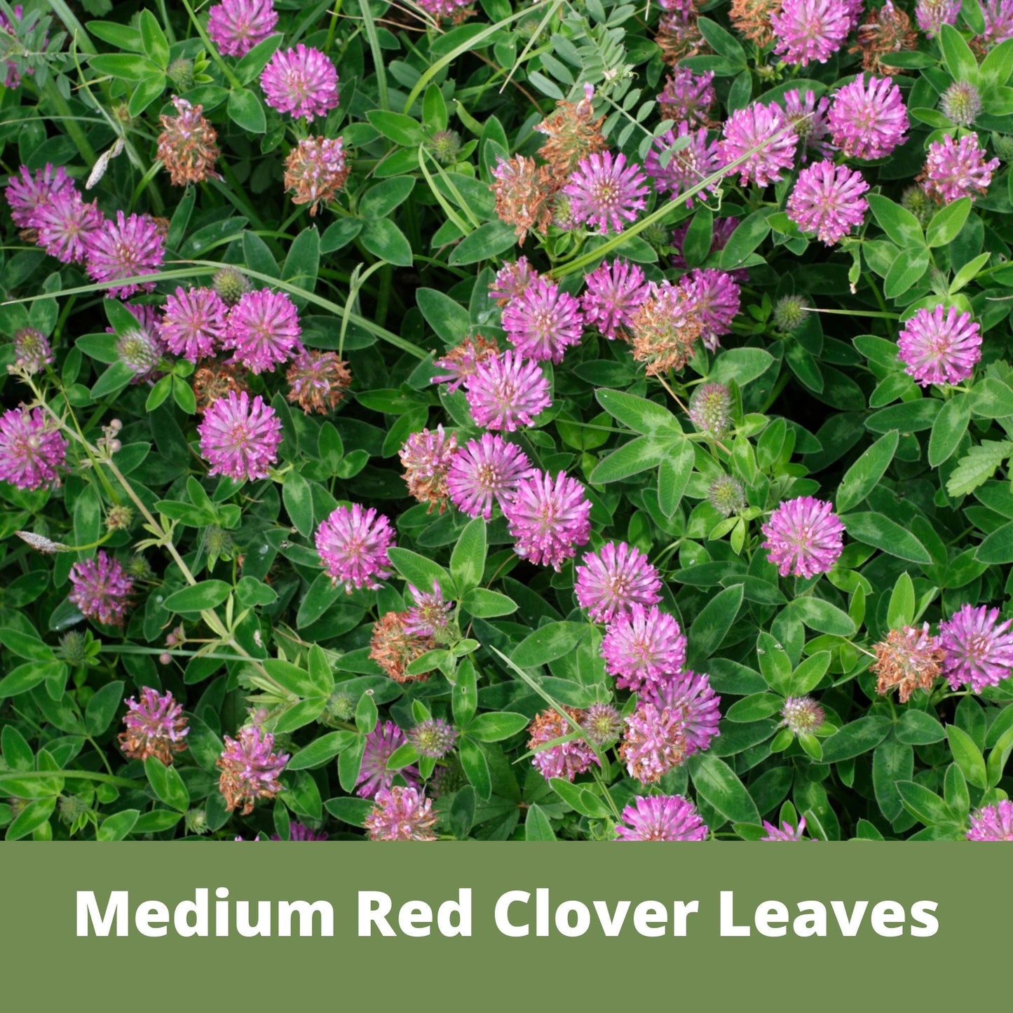 Medium red clover seed pouch from Flawn Seed Kits, containing seeds and seed tape for 100 sq ft of garden planting.
