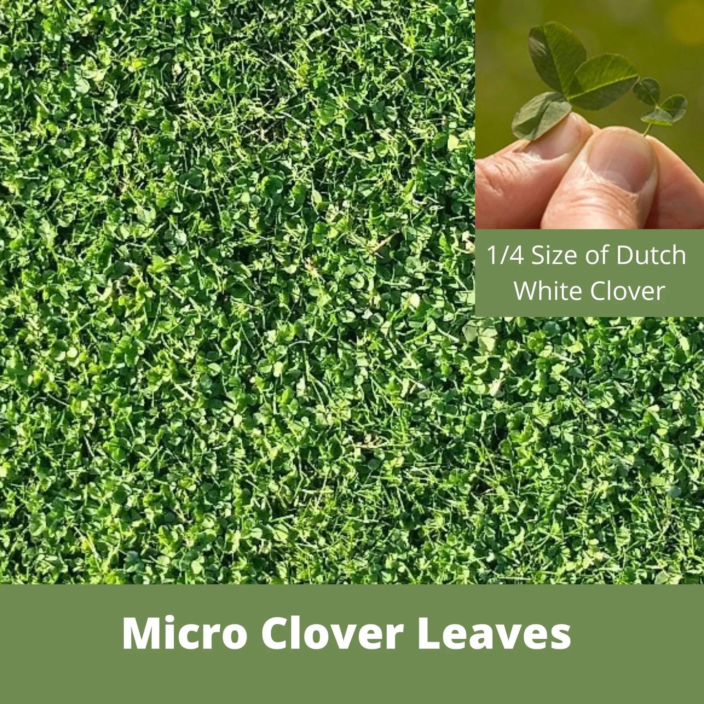 Micro clover seed pouches from Flawn Seed Kits, 100 sq ft seed tape for lawn or garden use.